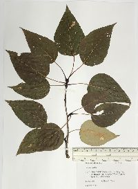 Populus balsamifera image