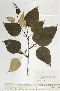 Populus balsamifera image