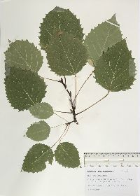 Populus grandidentata image