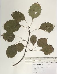 Populus grandidentata image