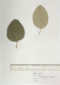 Populus trichocarpa image