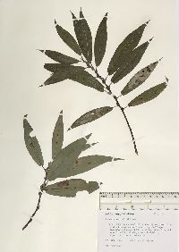 Salix amygdaloides image