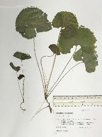 Alliaria petiolata image