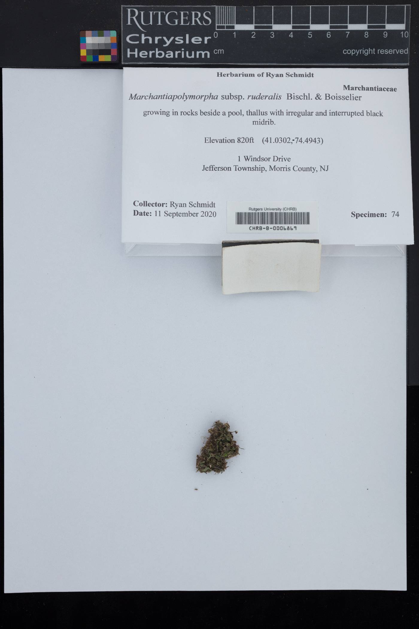 Marchantia polymorpha subsp. ruderalis image