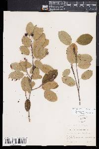 Amelanchier spicata image