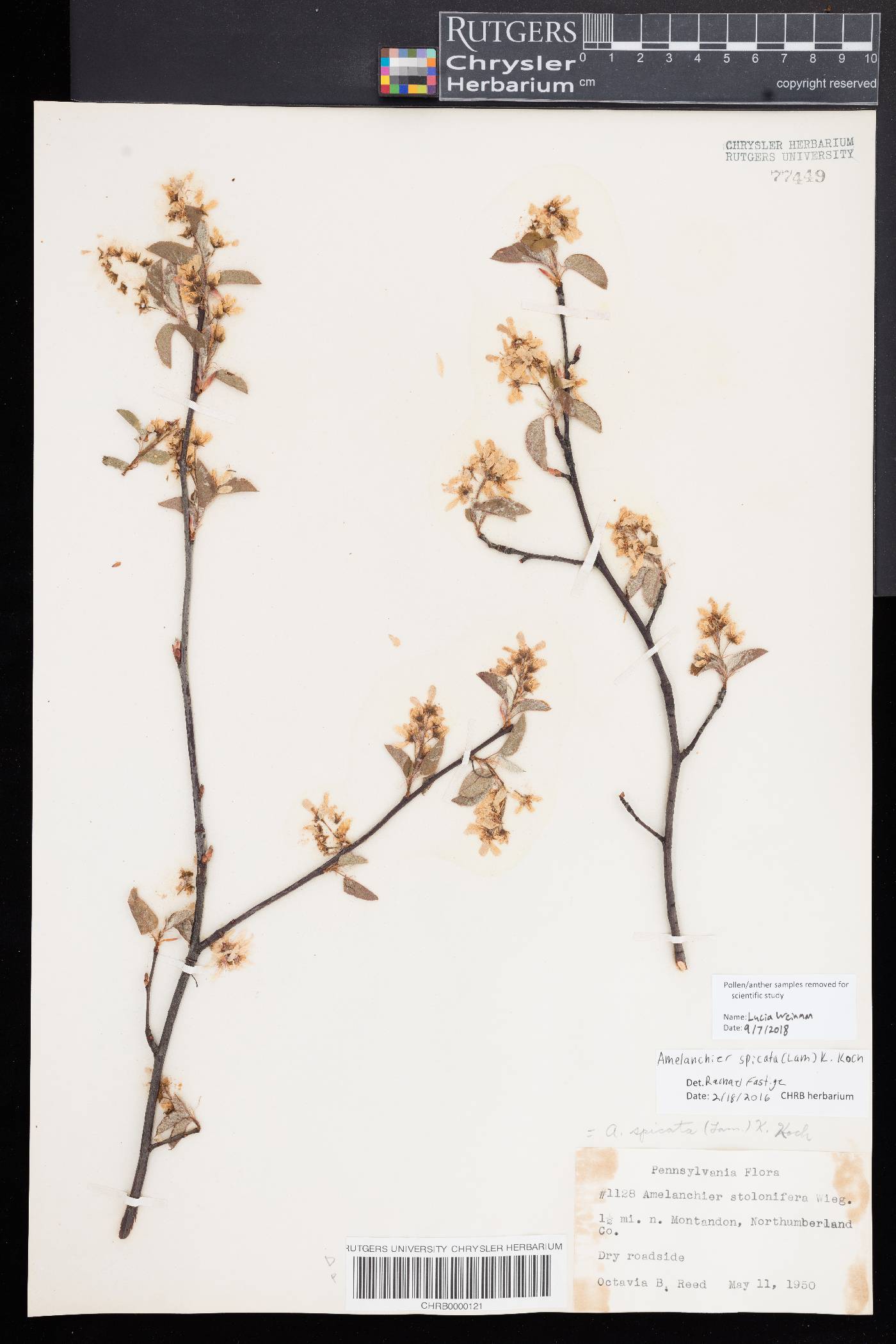 Amelanchier spicata image