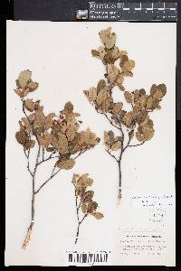 Amelanchier spicata image