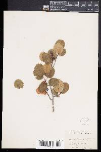 Amelanchier sanguinea image