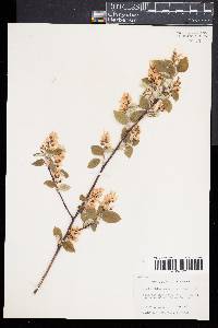 Amelanchier sanguinea image