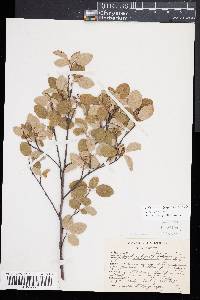 Amelanchier sanguinea image