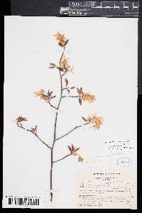 Amelanchier sanguinea image