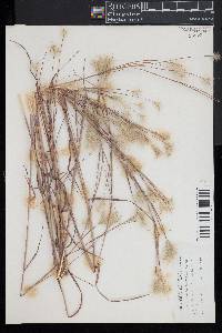 Andropogon ternarius image