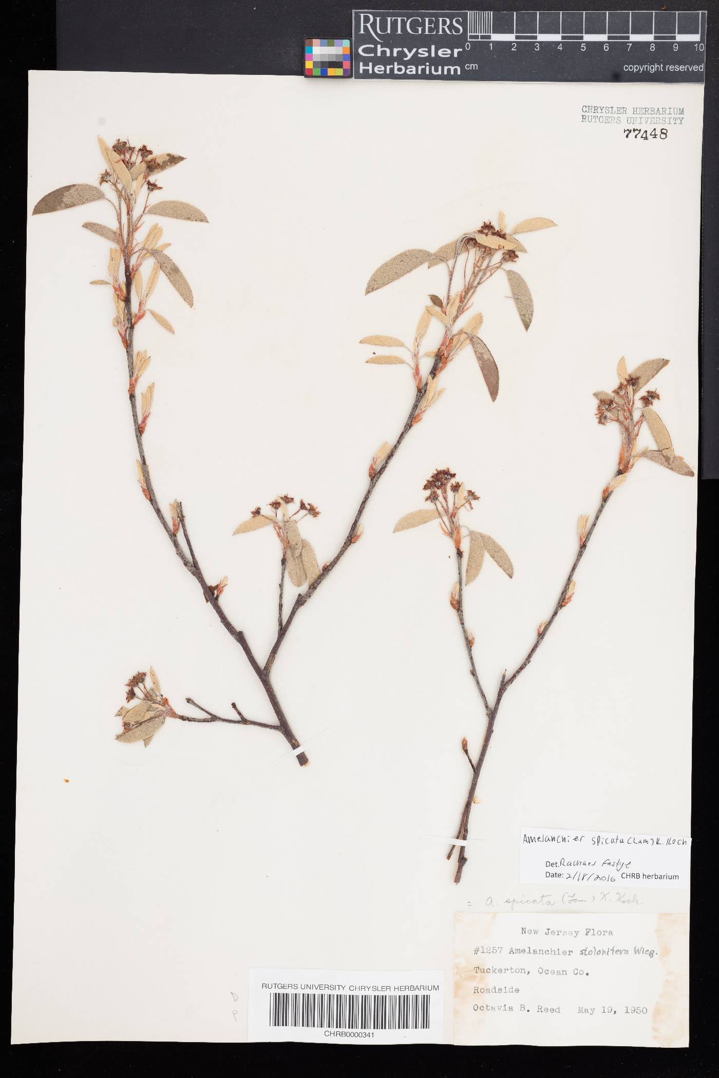 Amelanchier spicata image