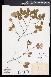 Amelanchier spicata image