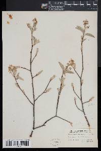 Amelanchier canadensis image