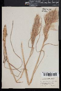 Andropogon glomeratus image