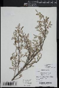 Elaeagnus umbellata image