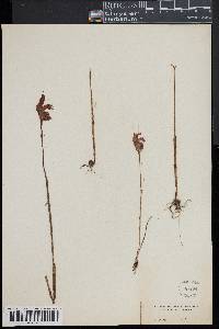 Arethusa bulbosa image