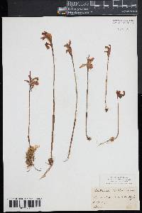 Arethusa bulbosa image