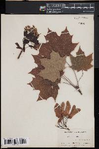 Acer platanoides image