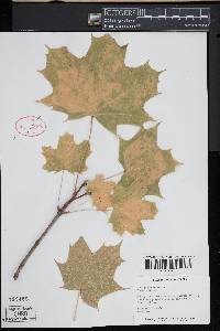 Acer platanoides image