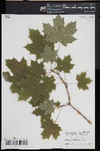 Acer platanoides image