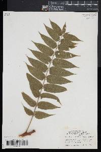 Ailanthus altissima image