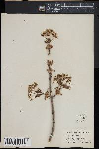 Acer platanoides image