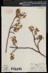 Acer platanoides image