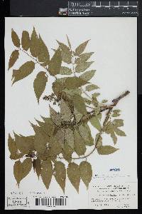 Ailanthus altissima image