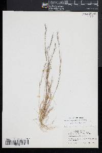 Aristida dichotoma image