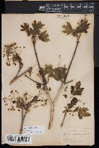 Acer platanoides image