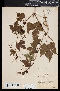 Vitis palmata image