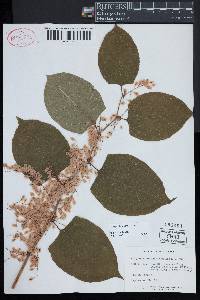 Reynoutria japonica image