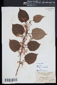 Reynoutria japonica image