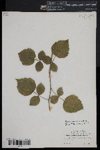 Rubus phoenicolasius image