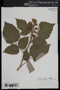 Rubus phoenicolasius image