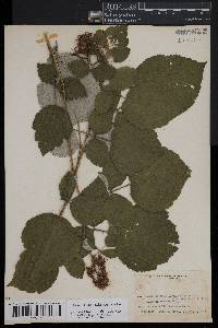 Rubus phoenicolasius image