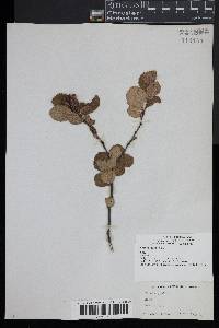 Betula pumila image