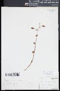 Pogonia ophioglossoides image