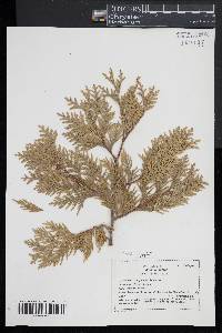 Thuja occidentalis image