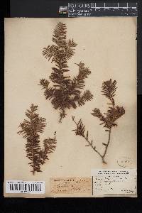 Taxus canadensis image