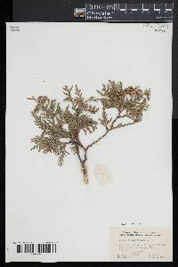 Thuja occidentalis image