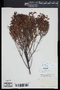 Hypericum prolificum image