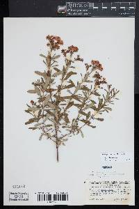 Hypericum prolificum image