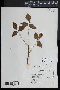 Toxicodendron pubescens image