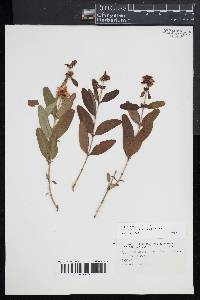 Hypericum prolificum image