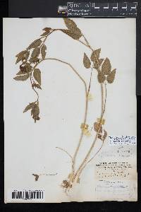 Thaspium trifoliatum var. trifoliatum image