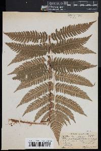 Dryopteris goldieana image