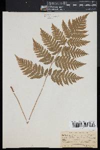 Dryopteris goldieana image